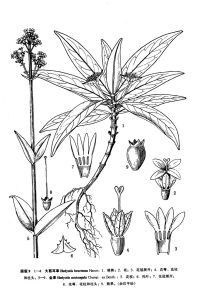 大苞耳草 大苞耳草