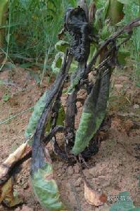 菸草低頭黑病 菸草低頭黑病