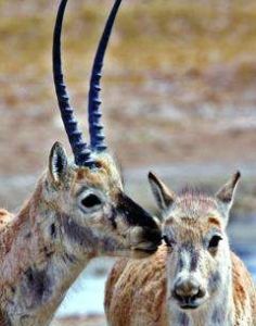 （圖）中國志願者保護藏羚羊協會