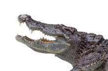 鄂魚[爬行動物]