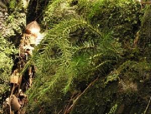 擬石杉組 擬石杉組