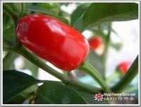 墨西哥辣椒形狀