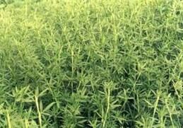 熱研2號柱花草 熱研2號柱花草