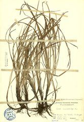 和平菱果苔草 和平菱果苔草