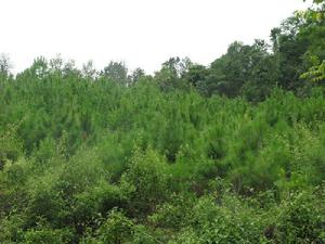 站房自然村-生態林資源