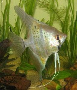 摩門斯卡神仙 摩門斯卡神仙