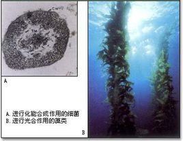 自養生物 自養生物