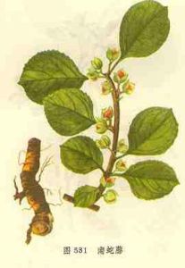 短柄南蛇藤根 短柄南蛇藤根