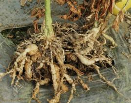 茄根結線蟲病 茄根結線蟲病