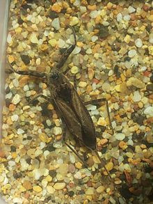 日本紅娘華 日本紅娘華