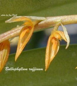 睫毛卷瓣蘭 睫毛卷瓣蘭