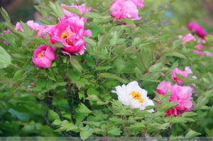 刺毛糙蘇 刺毛糙蘇