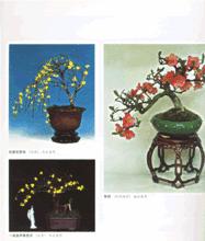 觀花盆景培育造型與養護