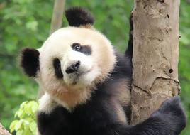 大熊貓成雙 大熊貓成雙