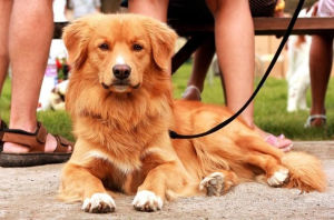 新斯科舍獵鴨尋獵犬