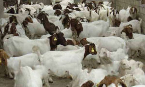 新密寒羊 新密寒羊