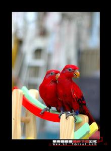 紅色吸蜜鸚鵡