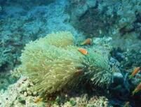 扁縮濱珊瑚