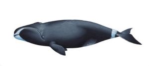 露脊鯨科