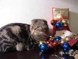 棕色標準虎斑貓