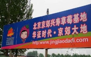 北京京郊興壽草莓基地 北京京郊興壽草莓基地