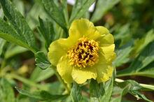 黃牡丹[芍藥屬植物]