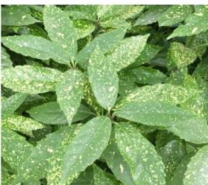 西藏桃葉珊瑚根 西藏桃葉珊瑚根