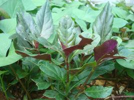 紫背菜[植物]
