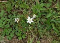 虎掌草葉[虎掌草葉]