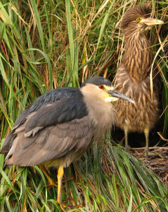 馬島夜鷺 馬島夜鷺
