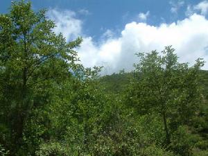 密么村自然資源-生態林