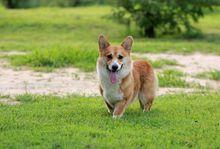 威爾斯柯基犬[著名犬種]