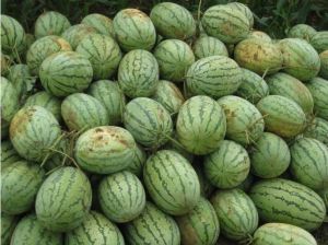 白石西瓜 白石西瓜