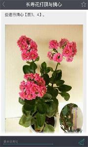 家庭盆栽花卉 家庭盆栽花卉