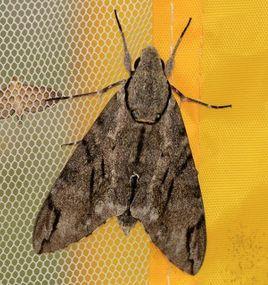 小霜天蛾 小霜天蛾