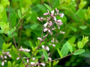 毒毛旋花苷 毒毛旋花苷