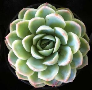 墨西哥雪球 墨西哥雪球