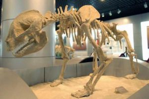 中國臥龍大熊貓博物館 中國臥龍大熊貓博物館