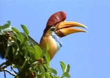 蘇拉冢雉 蘇拉冢雉