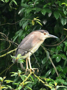 國家重點保護野生動物