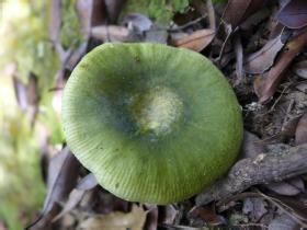 銅綠紅菇 銅綠紅菇