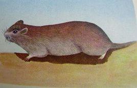 棕背鼠平 棕背鼠平