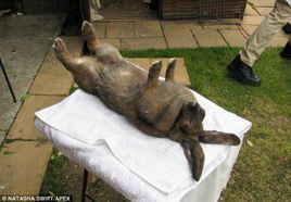 動物催眠 動物催眠