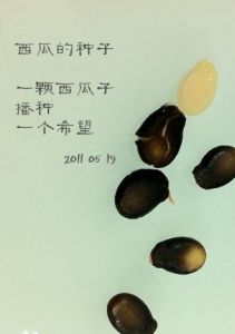 西瓜種子 西瓜種子