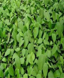 凹葉球蘭(原變種) 凹葉球蘭(原變種)