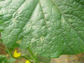 黃瓜黑星病 黃瓜黑星病