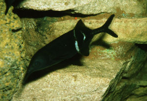 長須錐頜象鼻魚