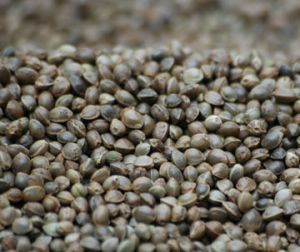 亦舒堂火麻仁原料