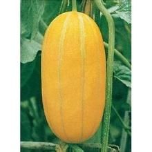 金美麗高級甜瓜 金美麗高級甜瓜