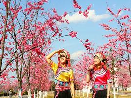 新平縣磨盤山櫻花節 新平縣磨盤山櫻花節